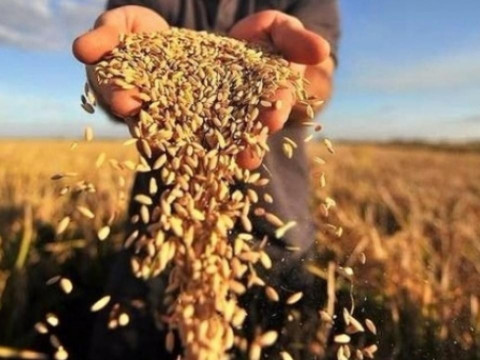 Всеукраїнська Аграрна Рада: рішення Конституційного Суду можуть стати загрозою для агросектору