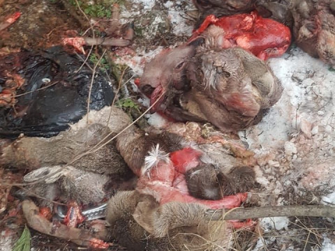 На Київщині браконьєри жорстоко вбили та випатрали косуль (ФОТО)  