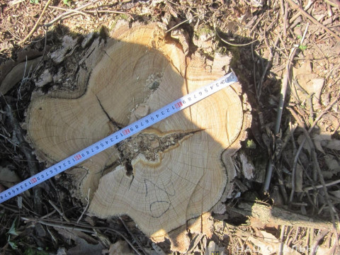 На Богуславщині чоловік нарізав лісу на декілька тисяч доларів (ФОТО)