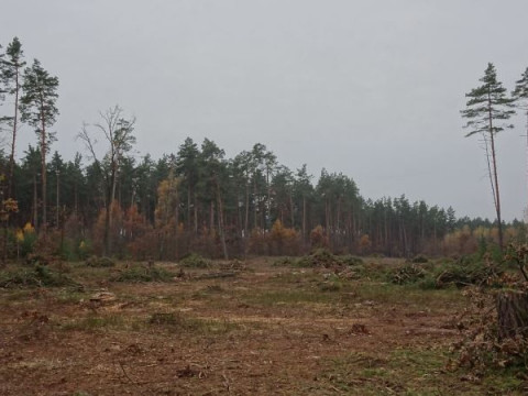 На Бородянщині стрімко рідіють ліси (ФОТО)