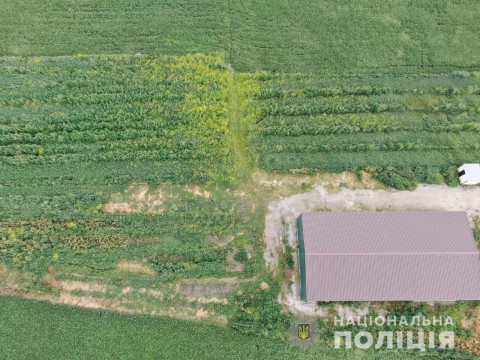 На Фастівщині за допомогою аеророзвідки знайшли посіви канабісу (ФОТО)