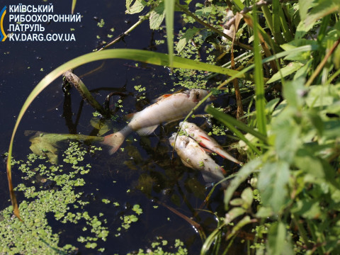 У двох річках на Київщині рибпатрульні зафіксували замор риби (ФОТО)