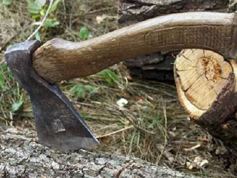 На Фастівщині інспектор Держекоінспекції дозволив вирубати здорові дерева за 10 тисяч гривень (ФОТО)