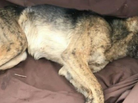 У Боярці врятували собаку, яка декілька днів бігала з пляшкою на голові
