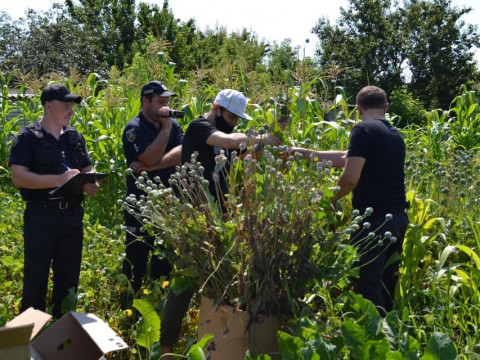 Поліцейські ліквідували у Миронівці незаконні посіви нарковмісних рослин (ФОТО)