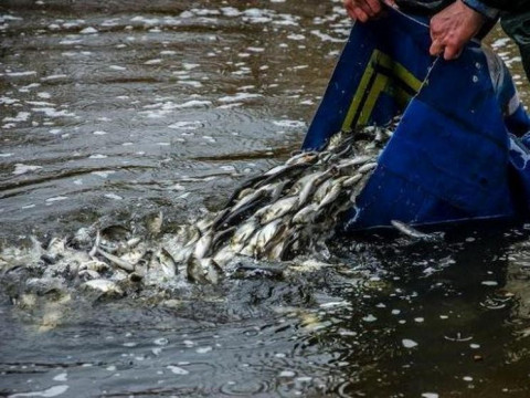 На Вишгородщині у водосховище запустили понад 2 тонни риби (ФОТО)