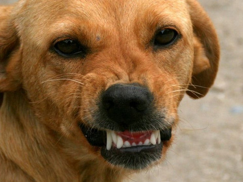 У Баришівці бродячі собаки нападають на людей
