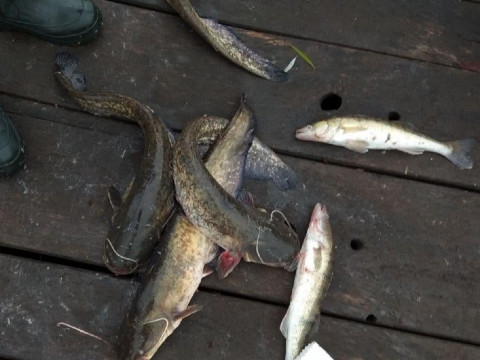 На Кагарличчині чоловік у 4 рази перевищив добову норму вилову риби