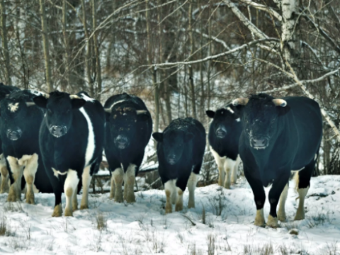 У Чорнобилі розгулює стадо диких корів (ФОТО)
