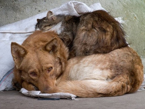 У Коцюбинському на утримання безпритульних тварин виділили 50 тис грн