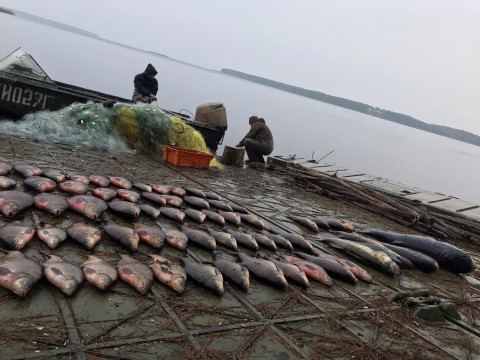 На Вишгородщині затримали браконьєра, що виловив 116 кг риби (ФОТО)