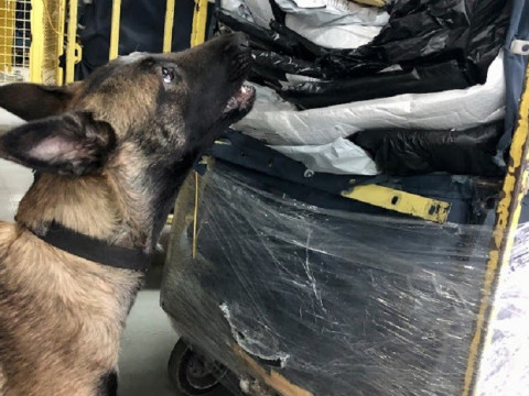Собака київської митниці виявив психотропи у пакунку з льодяниками (ФОТО)