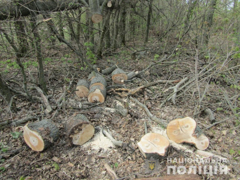 На Миронівщині пенсіонер нарубав лісу на "кругленьку" суму (ФОТО, ВІДЕО)