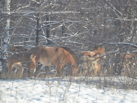 Як у Чорнобильському заповіднику тварини пережили зиму (ФОТО)