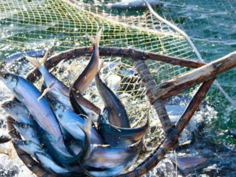 На Київщині продовжили термін нерестової заборони на промислову риболовлю