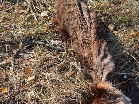 У Чорнобилі велетенський ведмідь з'їв оленя (ФОТО)
