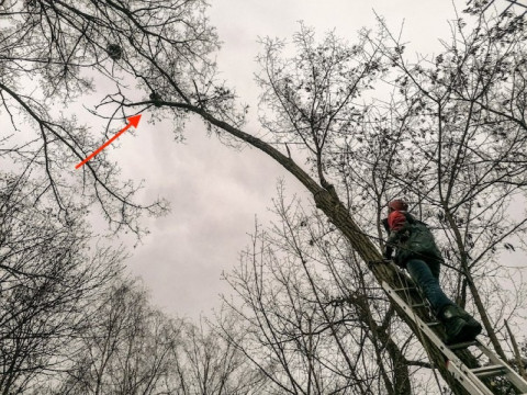 На Бориспільщині єнот заліз на 12-метрове дерево (ФОТО)