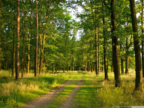 На Обухівщині хотіли вкрасти понад 21 га лісу