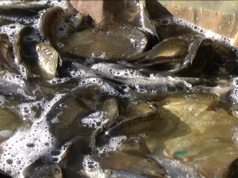 У Володарському районі до водосховища випустили майже сім тонн риби (ВІДЕО)