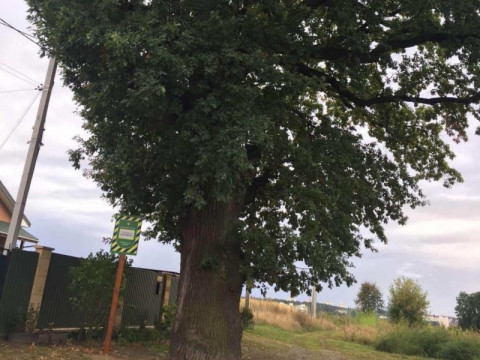 400-річний дуб у Гостомелі отримав охоронний знак (ФОТО)