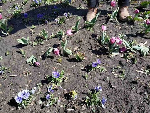 У Броварах вандали знищили "Алею кохання" (ФОТО)