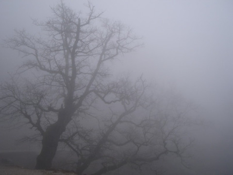 На дорогах Київщини знову сильний туман