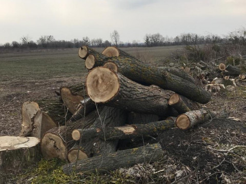 На Київщині незаконно порубали дерева на понад 1 млн грн (ФОТО)