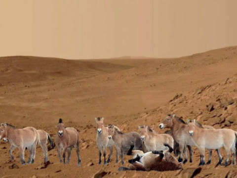 Фото дня: чорнобильські коні Пржевальського "побували" на Марсі (ФОТО)