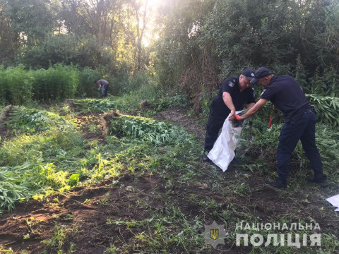 На Вишгородщині правоохоронці вилучили майже 10 тисяч кущів конопель (ФОТО)