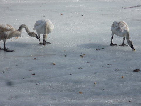 На Обухівщині біля берегів Дніпра помітили лебедів (ВІДЕО)