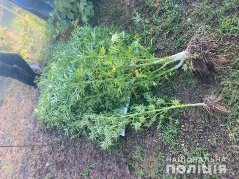Під Вишгородом знайшли плантацію конопель на городі (ФОТО)