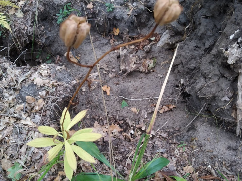 На Вишгородщині екологи помітили червонокнижні рослини (ФОТО)