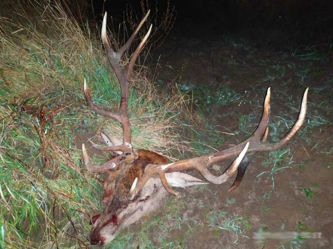 На території Чорнобильського заповідника мисливець вбив оленя (ФОТО)