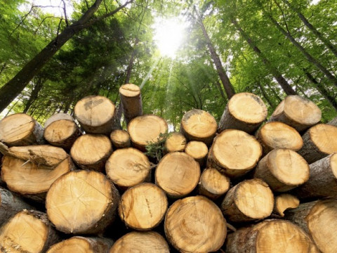 Як розкрадають ліси Київщини: схема перша – "дрова"