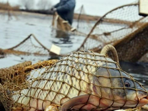 На Київщині у браконьєрів, які виловили рекордну кількість риби, виявили ще й підроблені документи