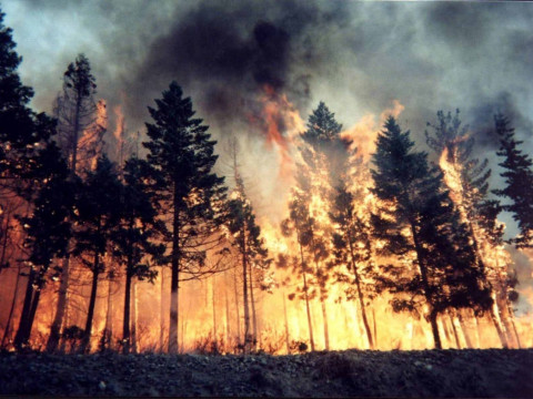 У зоні Чорнобильської АЕС знову спалахнула пожежа