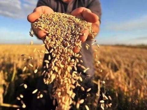 На Київщині завершуються жнива ранніх зернових та зернобобових культур: названо врожайність