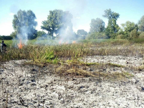 За добу на Броварщині сталися дві пожежі в природних екосистемах