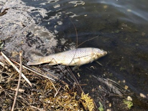 Величезні туші мертвих рибин прибиває до берега річки Красна на Обухівщині