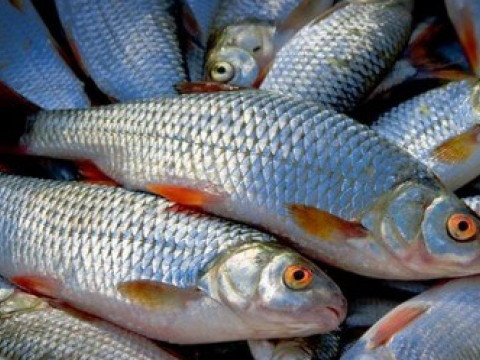 На Київщині за місяць браконьєри наловили риби на 70 тис грн