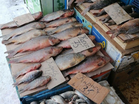 На Фастівщині продають рибу, яка занесена до Червоної книги України