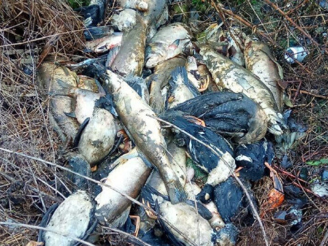 У Вишгородському районі знайшли браконьєрську сітку з мертвою рибою та птахами