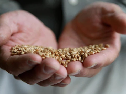 На Київщині у зерні фуражної пшениці виявили борошняного кліща