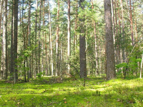 В Обухівському районі прокуратура Київщини повернула у державну власність п'ять га лісу