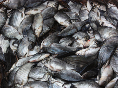 У Кагарлицькому районі у водойму випустили майже 400 кг риби 