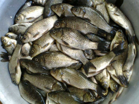 У Сквирському районі на ставку браконьєри наловили риби більше ніж на 15 тис грн (ВІДЕО)
