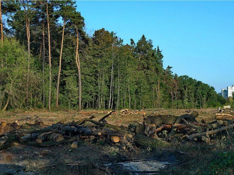 Прокуратура Київщини просить поновити судовий розгляд по Біличанському лісу