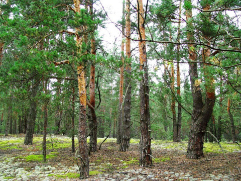 Суд повернув державі ліс на Макарівщині, що захопили власники гольф-клубу