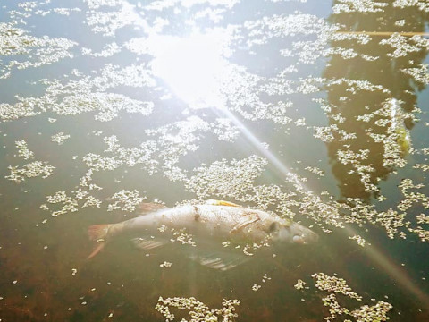 На річці Ірпінь помічений масовий мор риби (ФОТО)