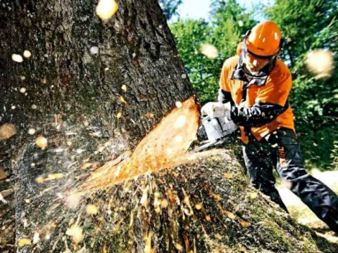 Коли дерева заважають: як чиновники і олігархи об'єдналися заради знищення Чернечого лісу